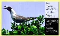 Laughing Gull