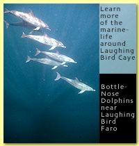 Bottlenosed Dolphins